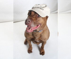 *BERTHA - Female Mastador Dog for Adoption - Photo #3