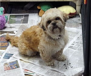 Shih Tzu-Unknown Mix Dogs for adoption in Mukwonago, WI, USA