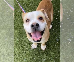 American Bulldog-Unknown Mix Dogs for adoption in Fayetteville, NC, USA