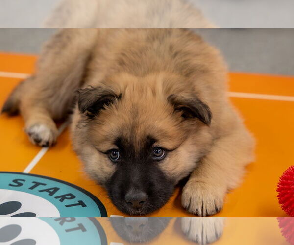 Medium Photo #2 Shepradors Puppy For Sale in Princeton, MN, USA