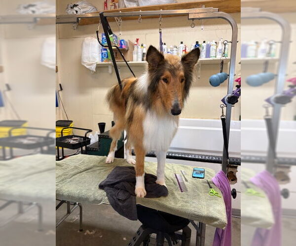 Medium Photo #2 Collie Puppy For Sale in Pueblo West, CO, USA