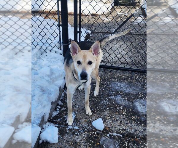 Medium Photo #2 Siberian Husky-Unknown Mix Puppy For Sale in Perth Amboy, NJ, USA