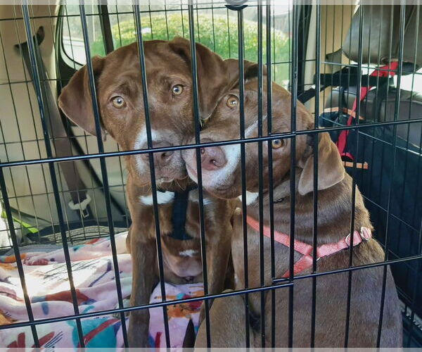 Medium Photo #14 Labrador Retriever-Unknown Mix Puppy For Sale in Mount Laurel, NJ, USA