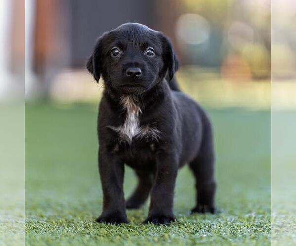 Medium Photo #2 Dachshund-Unknown Mix Puppy For Sale in San Diego, CA, USA