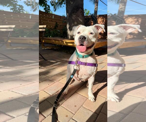 Medium Photo #5 Mutt Puppy For Sale in Pompano Beach , FL, USA