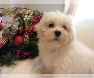 Bichpoo Puppy for sale in LAUREL, MS, USA