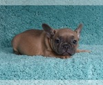 Small Photo #12 French Bulldog Puppy For Sale in ERIAL, NJ, USA