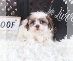Small #1 Shih Tzu