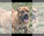 Small Photo #12 Boerboel Puppy For Sale in WEST PALM BCH, FL, USA