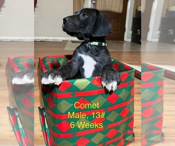 Medium Photo #9 Great Dane Puppy For Sale in WILLIS, TX, USA