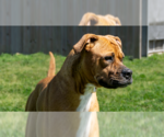 Small #3 Mutt