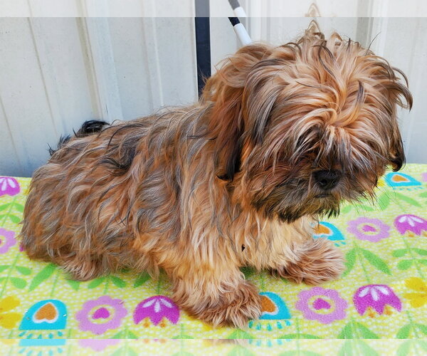 Medium Photo #3 Shih Tzu Puppy For Sale in Mountain View, MO, USA