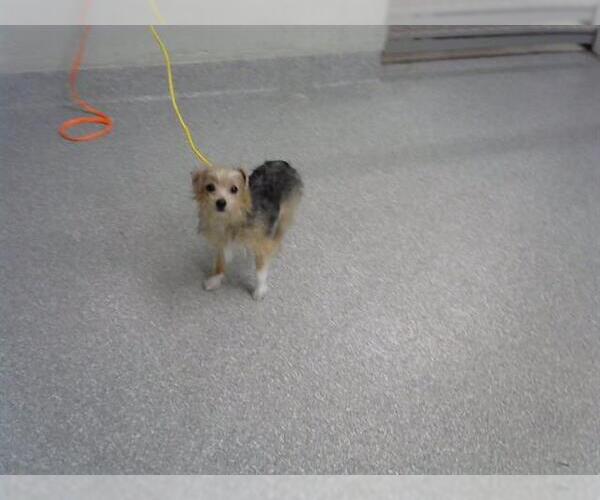 Medium Photo #1 Mutt Puppy For Sale in Pasadena, TX, USA