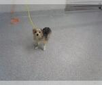 Small Mutt