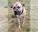 Small Mastiff