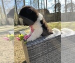 Small Photo #3 Akita Puppy For Sale in MCDONOUGH, GA, USA