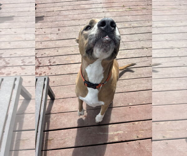 Medium Photo #4 Mutt Puppy For Sale in Virginia Beach, VA, USA