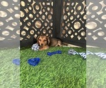 Cooper - Male Dachshund Puppy for Sale - Photo #4