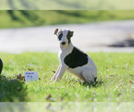 Small Photo #2 Whippet Puppy For Sale in JANESVILLE, WI, USA
