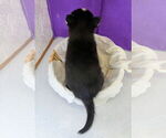 Small Photo #10 Siberian Husky Puppy For Sale in MOUNT AYR, IA, USA