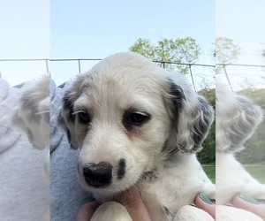Dalmatian Puppy for Sale in SHELL KNOB, Missouri USA