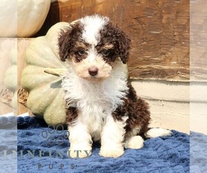 Bernedoodle (Miniature) Puppy for sale in NARVON, PA, USA