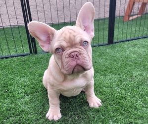 Bulldog Puppy for sale in LAS VEGAS, NV, USA