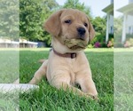Small Photo #1 Labrador Retriever Puppy For Sale in CREAL SPRINGS, IL, USA