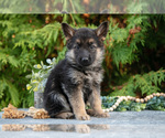 Small Photo #6 German Shepherd Dog Puppy For Sale in BREMEN, IN, USA