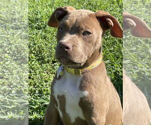 Bullboxer Pit Dogs for adoption in Parker Ford, PA, USA