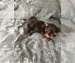 Small Photo #6 Yorkshire Terrier Puppy For Sale in MEDFORD, OR, USA