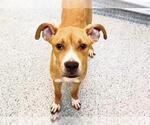 Small Photo #2 Boxer-Unknown Mix Puppy For Sale in Houston, TX, USA