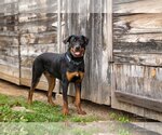 Small Photo #6 Rottweiler Puppy For Sale in White Hall, AR, USA