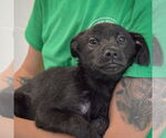 Small #2 German Shepherd Dog Mix