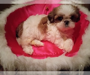 Shih Tzu Puppy for sale in PRINCETON, IN, USA