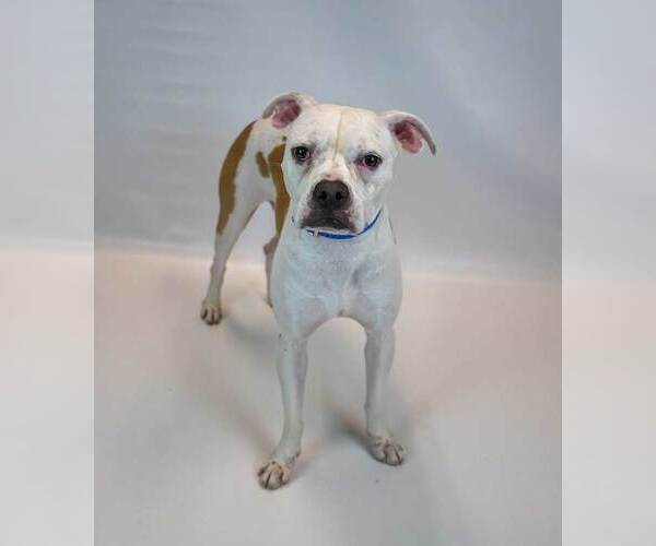 Medium Photo #4 Boxer-Unknown Mix Puppy For Sale in Kennesaw, GA, USA