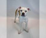 Small #3 Boxer Mix