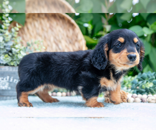 Medium Photo #4 Dachshund Puppy For Sale in ELIZABETHTOWN, PA, USA