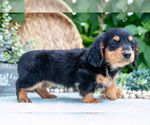 Small Photo #10 Dachshund Puppy For Sale in ELIZABETHTOWN, PA, USA