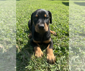 Doberman Pinscher Litter for sale in TAHLEQUAH, OK, USA