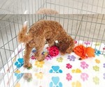 Otis - Male Cavapoo mix (+ Poodle Miniature) Puppy for Sale - Photo #11