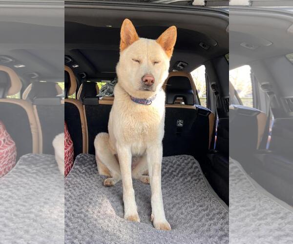 Medium Photo #3 Akita-Siberian Husky Mix Puppy For Sale in Incline Village, NV, USA