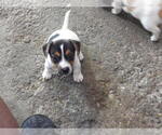 Small #3 Jack Russell Terrier