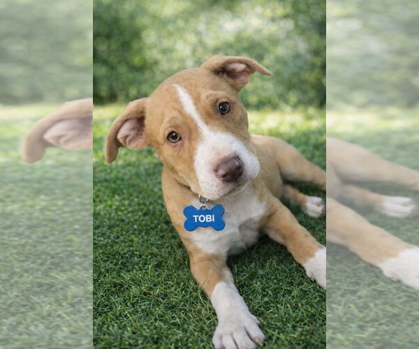 Medium Photo #1 American Staffordshire Terrier-Unknown Mix Puppy For Sale in Wenonah, NJ, USA