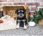 Eden - Female Schnauzer (Miniature) Puppy for Sale - Photo #3
