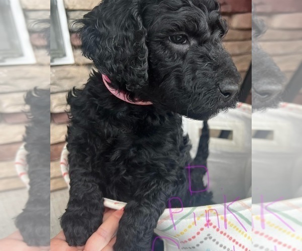 Medium Photo #11 Goldendoodle Puppy For Sale in HICKORY, NC, USA