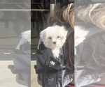 Small Photo #1 Mauxie Puppy For Sale in RIVERSIDE, CA, USA