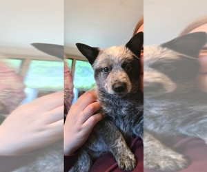 Australian Cattle Dog Puppy for sale in WATERBURY, VT, USA