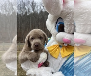 Labrador Retriever Puppy for sale in NEOLA, WV, USA