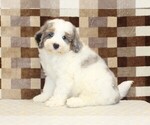 Small #3 Bernedoodle (Miniature)